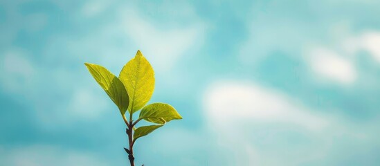 Aufkleber - A serene image featuring a small green leaf on a treetop against a backdrop of the sky with ample copy space surrounding it