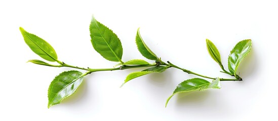 Aufkleber - Fresh young green tea leaves branch on white background ideal for food concepts with clipping path and copy space image