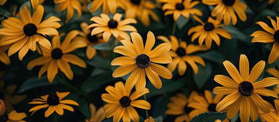 Sticker - Rudbeckia flower in its natural habitat with copy space image