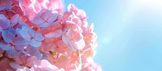 Wall Mural - vivid hydrangea blooms against a clear blue sky backdrop in a stunning copy space image