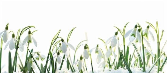Poster - A tranquil scene featuring delicate snowdrops against a pristine white backdrop perfect for postcards with copy space image