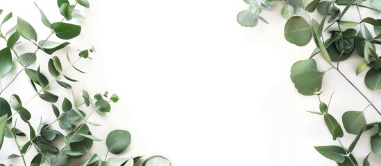 Poster - Green Eucalyptus leaves and branches in a corner frame a white background in a feminine styled stock flat lay copy space image
