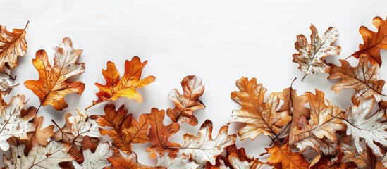 Fototapete - Fall oak leaves create a border in vivid white hues ideal for copy space in a flat lay image