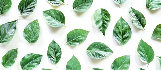 Poster - Natural leaf motifs with an abstract green leaf pattern suitable for design projects featuring copy space image integration