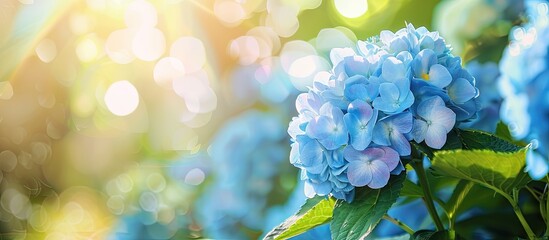 Wall Mural - hydrangea in early summer with beautiful blooms in a copy space image