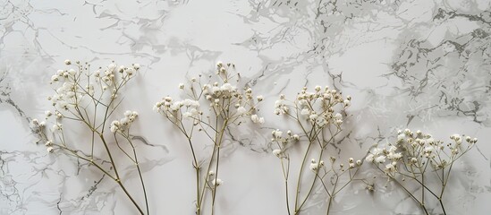 Four wilted Gypsophila flowers on a matte marble surface with a blank space for images. Creative banner. Copyspace image