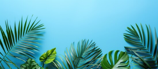 Leinwandbilder - Various palm fronds set against a blue backdrop with ample copy space image