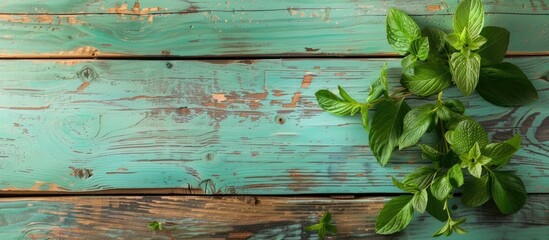 Poster - A rustic green mint wood setting with copy space image