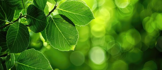 Fototapete - Nature s fresh green leaves shown in an abstract copy space image