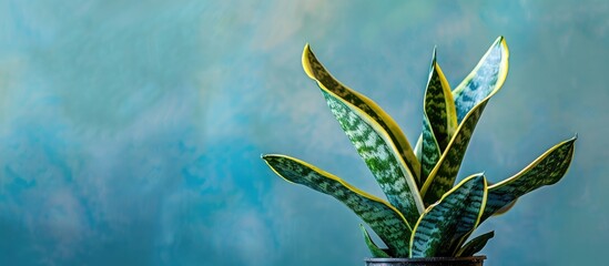 Poster - Small Sansevieria Trifasciata in a pot photographed in full frame with copy space image