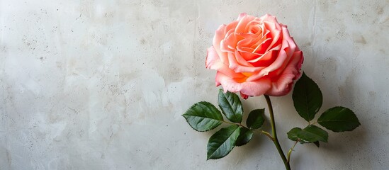 Aufkleber - Rose featured in a copy space image for International Flower Day on January 19th