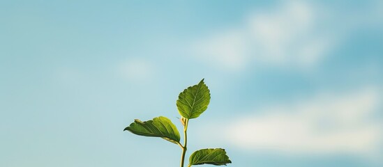 Aufkleber - A serene image featuring a small green leaf on a treetop against a backdrop of the sky with ample copy space surrounding it