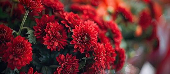Aufkleber - Background of a floral shop with a bunch of red chrysanthemums perfect for a copy space image