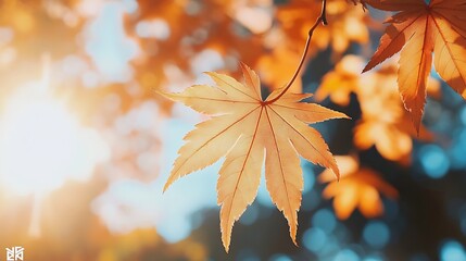 Poster - Maple leaves in autumn sunny day : Generative AI