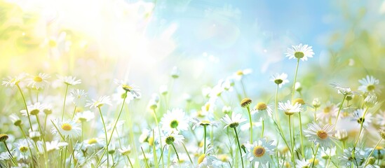 Aufkleber - Scenic summer meadow with various wild daisies under a blue sky creating a magical nature background in a frame with soft selective focus ideal for a copy space image