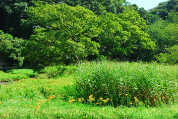 Sticker - 小網代の森　神奈川県三浦市三崎町小網代の風景