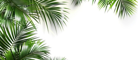 Sticker - A corner arrangement of green palm branches set against a white background with copy space image