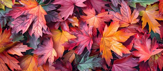 Poster - Take captivating close up photos of vibrant autumn maple leaves Showcase the intricate beauty of nature with this perfect option for fall projects or decorations featuring copy space image