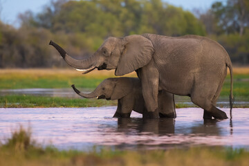 Wall Mural - Elephants with baby in Moremi game reserve Africa, Family of Elephants , Elephants taking a bath in a water poolwith mud, eating green grass. African Elephants in landscape, green Africa, Botswana