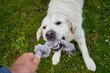 © Barnabas - A human is playing tug of war with an eager white golden retriever, both fully engaged in the fun game