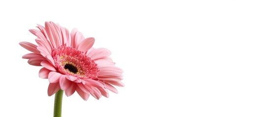 Aufkleber - Gerbera daisy with a pink hue standing alone on a white background with ample copy space image