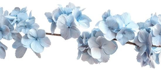 Aufkleber - Isolated white background showcasing a branch of light blue hydrangea flowers in a copy space image