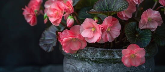 Aufkleber - Detailed close up photograph of pink begonia flowers in a pot showcasing textures patterns and intricate details in natural light with a copy space image