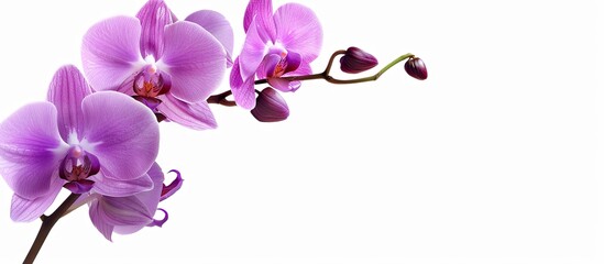 Aufkleber - Antique purple orchid flower with copy space image