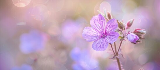 Poster - Lovely rock crane s bill Geranium macrorrhizum providing a stunning copy space image