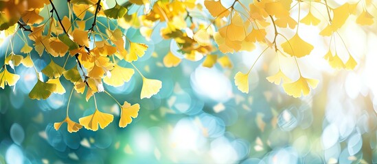 Leinwandbilder - A scenic view of ginkgo tree leaves with copy space image