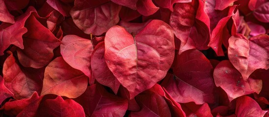 Poster - Position a heart shaped cluster of bougainvillea petals centrally in the frame leaving ample copy space for text or graphics