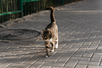 Wall Mural - cute cat with its tail up is walking along the sidewalk