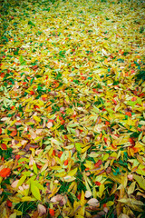 Wall Mural - vertical outdoor photography park land environment space October falling foliage bright vivid colors yellow green and orange background