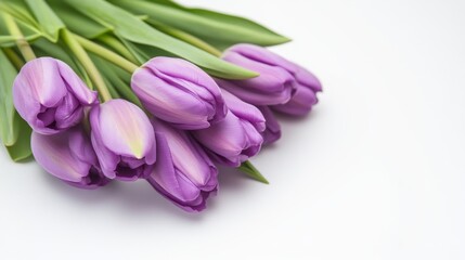 Wall Mural - A bouquet of purple tulips on white