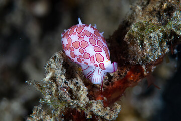 Sticker - A tiny Margarita egg cowrie, Diminovula margarita, crawls over the seafloor in search of a soft coral where it normally resides. These small allied cowries are rarely seen due to their camouflage.