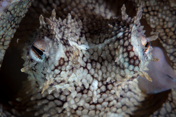 A coconut octopus, Amphioctopus marginatus, is found in Lembeh Strait, Indonesia. This well-camouflaged cephalopod feeds on small shrimp, crabs, and clams.