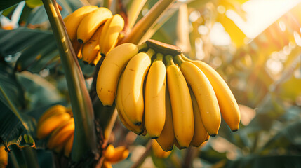 Wall Mural - A bunch of bananas hanging from a banana tree, vibrant yellow bananas contrasting with the lush green leaves