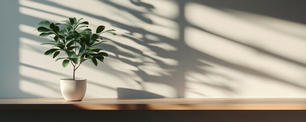 Poster - Potted plant casting shadows on white background