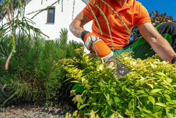 Wall Mural - Gardener Tending to Green Shrubs Near Modern Home on a Sunny Day