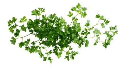 Wall Mural - Realistic illustration style of a fresh green parsley bunch with curly leaves against a white background, stunning, amazing, studio style