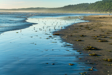 Canvas Print - Moclps Marine Birds 2