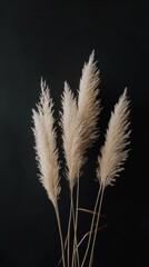 Poster - Pampas grass against dark background, botanical