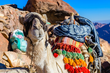 Wall Mural - Camel at Sinai mountain at the Sinai peninsula in Egypt