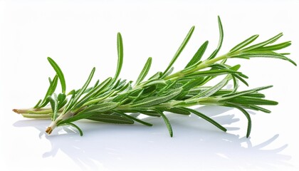 Wall Mural - fresh rosemary herb sprig isolated on white background aromatic culinary seasoning green natural organic ingredient horizontal with reflection