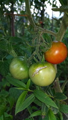 green tomatoes in the garden