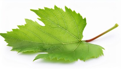 grape leaf isolated on white background full depth of field