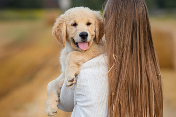 Wall Mural - beautiful girl in green suit with golden retriever puppy dog ​​in wheat field at sunset