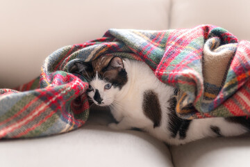 Wall Mural - black and white cat with blue eyes lying on a colorful blanket. close up