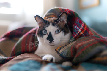 Wall Mural - black and white cat with blue eyes lying on a colorful blanket. close up