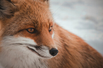 red fox in the snow